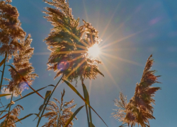 Летняя жара придет в Воронежскую область в начале рабочей недели