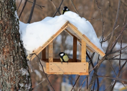 Жителей воронежской области призывают: «Покормите птиц!»