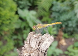 В последние дни мая и в первые дни рабочей недели в Борисоглебск придет летнее тепло