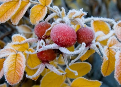 Внимание! Штормовое предупреждение! В Борисоглебске ночью будет холодно