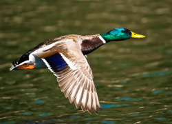 В Борисоглебске  «поумнели» дикие утки