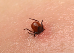 Почти тысяча человек в Воронежской области стали жертвами клещей 