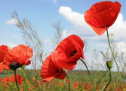 В Поворинском районе полицейские пресекли незаконное культивирование мака.