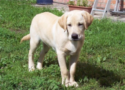 В Грибановском районе бывший воин-афганец обвиняется циничном преступлении