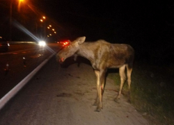 Осторожно лоси! Животное спровоцировало ДТП с 3 пострадавшими на воронежской трассе