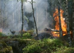 В Воронежской области продлят запрет на въезд в леса