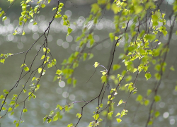 Настоящая весна придет в Борисоглебск на текущей неделе