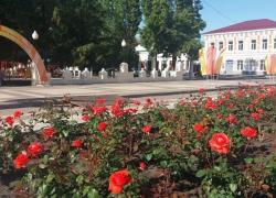 Розовый город. В Борисоглебске расцвели розы