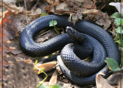 В Грибановском районе в июле ядовитые змеи уже дважды кусали людей.
