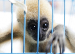 Владимир Путин подписал закон об уголовной ответственности за онлайн-торговлю редкими животными