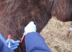 В Новохоперском районе зафиксировали вспышку бруцеллеза у животных 