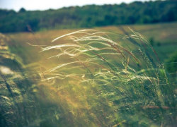 Штормовое предупреждение из-за жары и сильного ветра снова объявлено в Воронежской области
