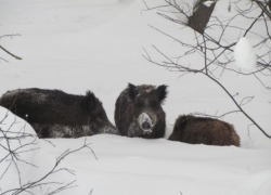 В охотничьем хозяйстве Новохоперского района кабаны и косули зимовали голодными