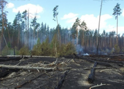 Лесной пожар в Воронежском заповеднике нанес ущерба на 6,5 млн рублей