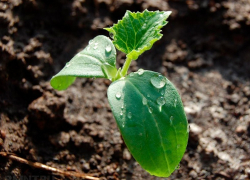 Страдания дачников. Как не ошибиться с выбором семян