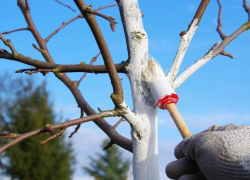 Борисоглебские «единороссы» пообещали навести красоту в центре города