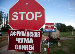 В Поворинском районе из- за АЧС создано 4 ветеринарных поста