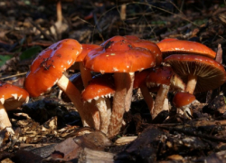 В июле в Воронежской области грибами отравились шесть человек