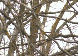 В 2025 году в Воронежской области обнаружили 306 карантинных объектов