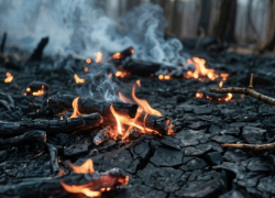 В Воронежской области продлят запрет на посещение лесов