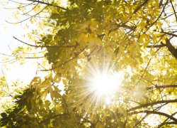 После похолодания в Воронежскую область вернётся жара