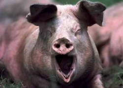 Воронежская область оказалась в лидерах регионов по производству свинины