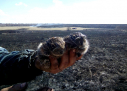 Ушастых погорельцев из пожара спасли в Воронежской области