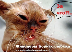 Недетская жестокость. В Борисоглебске появились дети-живодёры?