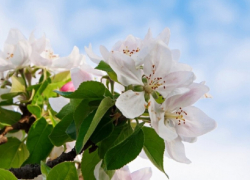 Следующие длинные выходные ожидают жителей Воронежской области в мае