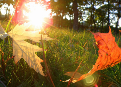 В Борисоглебск на три дня вернется «бабье лето»