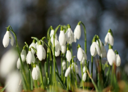 Синоптики сообщили о наступлении в Воронежской области метеорологической весны