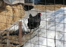 Синоптики обещают потепление до +15 градусов в Воронежской области