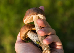 С начала года в Воронежской области грибами отравились 46 человек