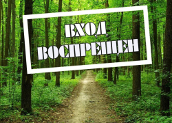 В Воронежской области запрещено посещать леса