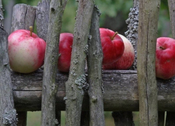 Дефицит яблок ожидается в Воронежской области из-за майских заморозков