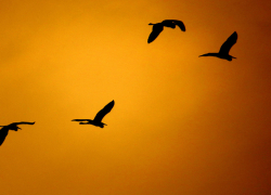 Нелюди и птицы в Борисоглебске. Не стреляйте в перелетных цапель