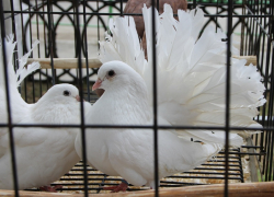 Поворинцев приглашают на ярмарку-фестиваль «Летите, голуби, летите...»