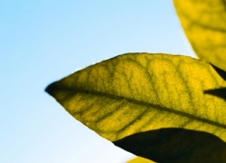 О похолодании до +12 градусов в Воронежской области предупредили синоптики