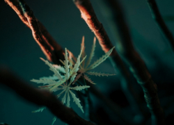 В Воронежской области ужесточат наказание за рекламу наркотиков