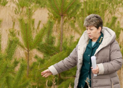 В Борисоглебске лесничие и сотрудники полиции организуют совместные  «елочные патрули"  