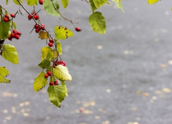 В Воронежскую область на рабочей неделе нагрянет осенняя прохлада