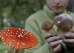 В Грибановском районе пять грибников оказались в реанимации