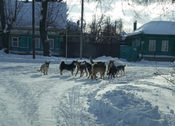 «Помогите!!! Нас и наших детей скоро съедят собаки»: стаи бродячих собак заполонили Борисоглебск