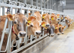 Воронежская область попала в Топ-5 молочных регионов страны