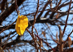 На предстоящей неделе борисоглебцев ожидает солнечная погода с ночными заморозками