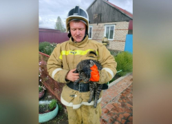 В Терновском районе пожарные спасли кота Василия из горящего дома