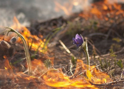 40 " поджигателей" оштрафованы на территории Воронежской области