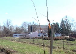 В Борисоглебске разворовали «Лес Победы»