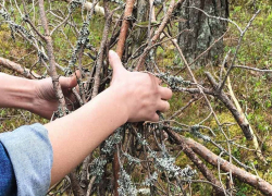 Сбор бесплатного валежника может обернуться тюремным сроком 