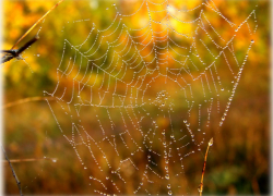 В начале октября борисоглебцев ожидает бабье лето 